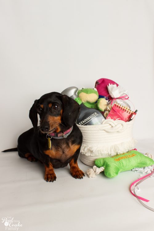 quick and easy pet gift basket for new pets or great christmas gift